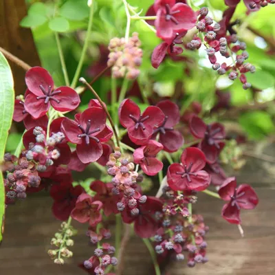 Chocolate Vine (Akebia Longeracemosa)