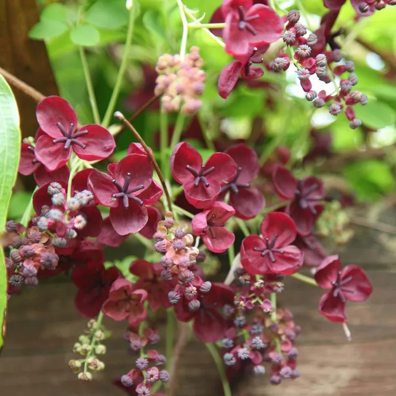 Chocolate Vine (Akebia Longeracemosa)