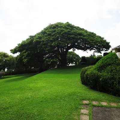 Rain Tree (Albizia Saman) - Siras
