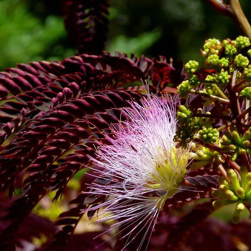 Chocolate Albizia (Albizia Summer Chocolate) - Siras