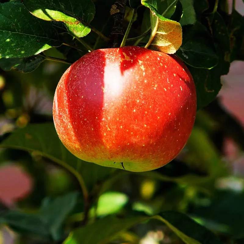 Apple Dorsett Golden (Malus Domestica Dorsett Gold) - Saib