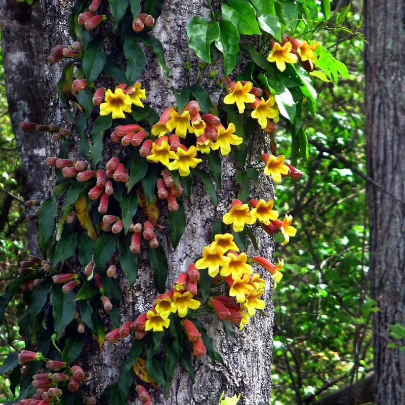 Cross Vine (Bignonia Capreolata Cross Vine)