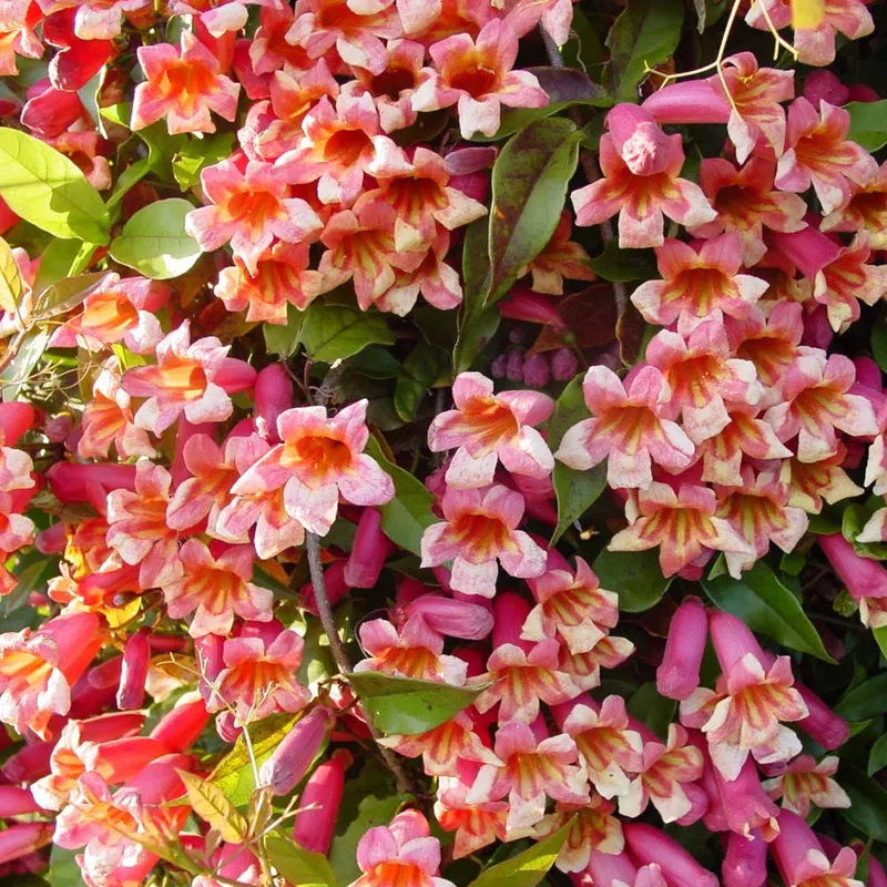 Tangerine Beauty Vine (Bignonia Capreolata Tangerine)