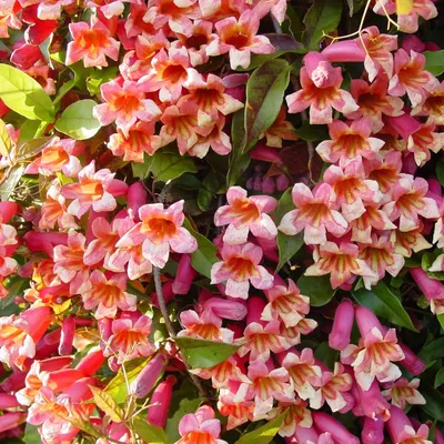 Tangerine Beauty Vine (Bignonia Capreolata Tangerine)