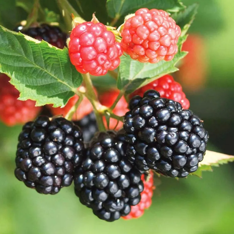 Blackberry Brazo - Low Chill (Rubus Fruticosa Brazo) - Blackberry
