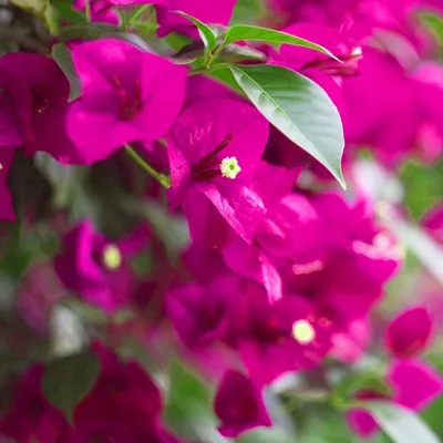 Thai Bougainvillea (Bougainvillea Thai) - Kagazi Phool