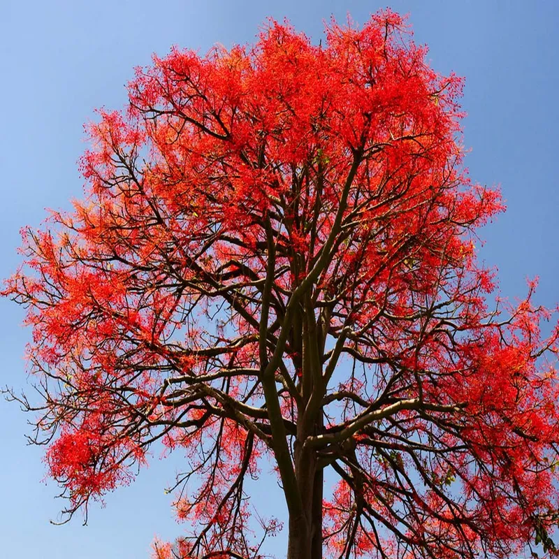 Flame Tree (Brachychiton Acerifolius)