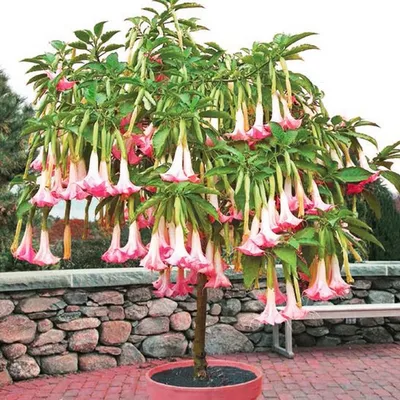 Pink Angel's Trumpet (Brugmansia Cherub) - Dhatura