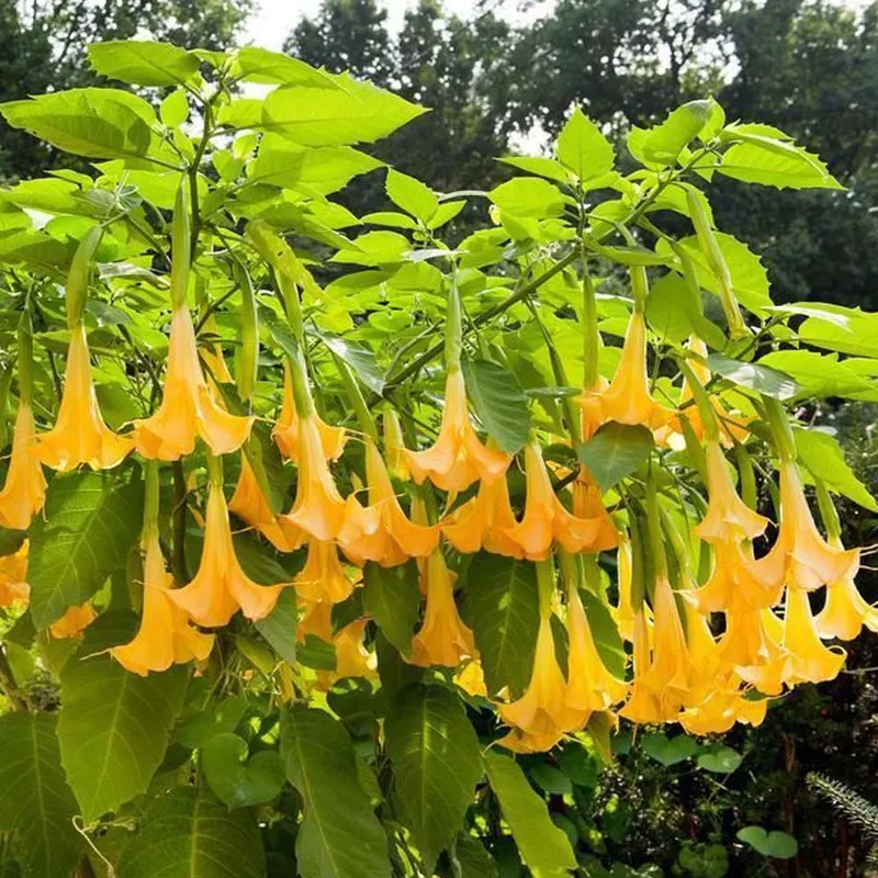 Yellow Trumpet Tree (Brugmansia Yellow) - Dhatura