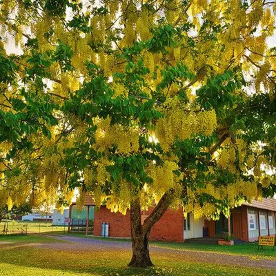 Golden Shower Tree (Cassia Fistula) - Amaltas