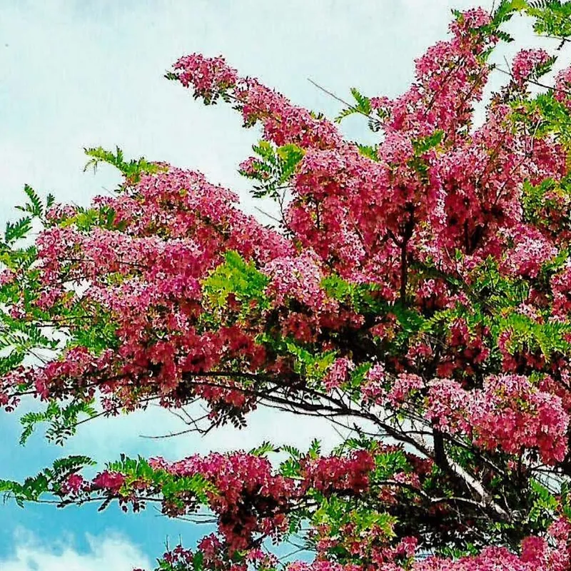 Red Cassia (Cassia Marginata)