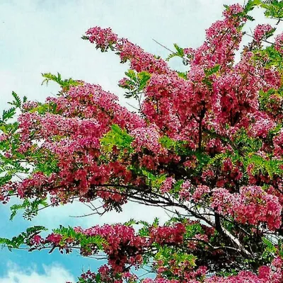 Red Cassia (Cassia Marginata)