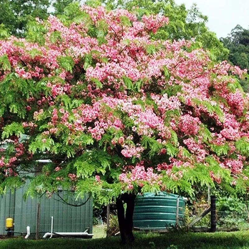 Apple Blossom Shower Tree (Cassia Nodosa)