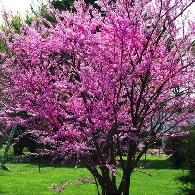 Judas Tree (Cercis Siliquastrum)