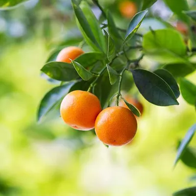 Seedless Clemantine Orange (Citrus Clemantine Orange Seedless) - Santra