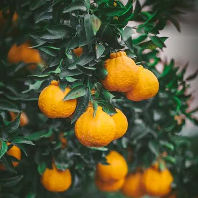 Seedless Sumo Orange (Citrus Dekkopon - Sumo Seedless) - Santra