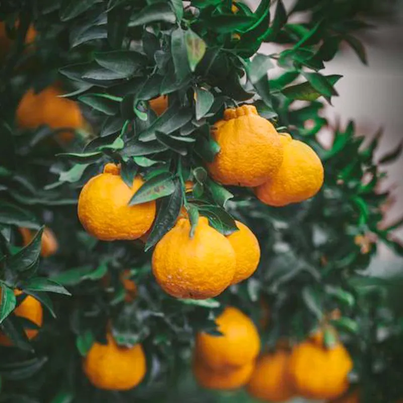 Seedless Sumo Orange (Citrus Dekkopon - Sumo Seedless) - Santra