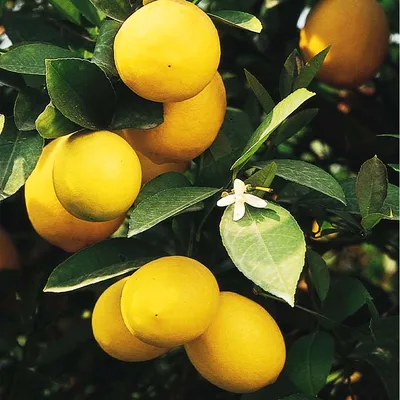 Climbing Lemon (Citrus Limon - Heavy Bearer) - Nimbu