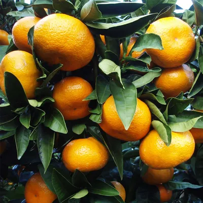 Satsuma Seedless Orange (Citrus Satsuma Orange Seedless) - Malta