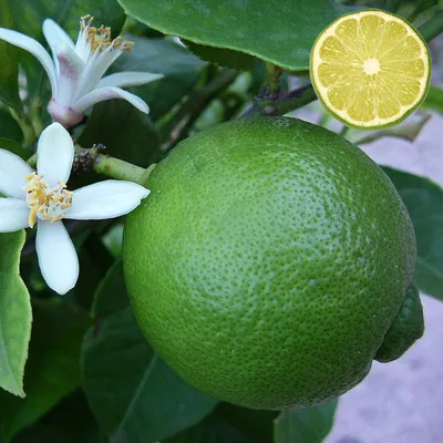Sweet Lime Thai (Citrus Sweet Lime) - Mausami