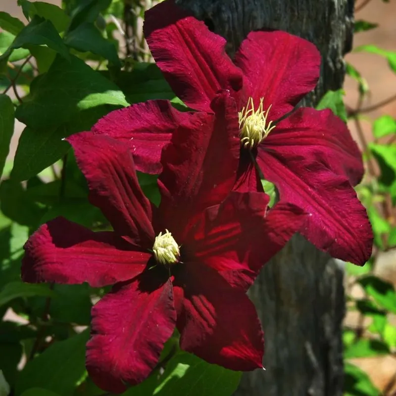 Clematis (Clematis Montana Alba)