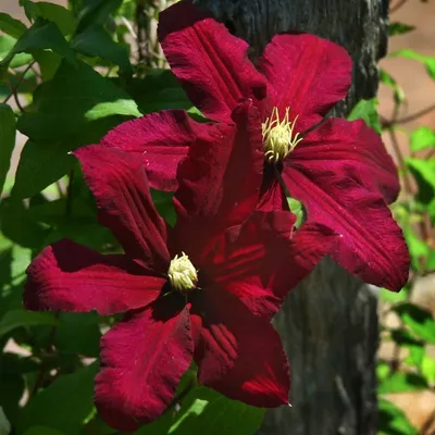 Clematis (Clematis Montana Alba)