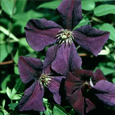 Clematis Polish Spirit (Clematis Polish Spirit)