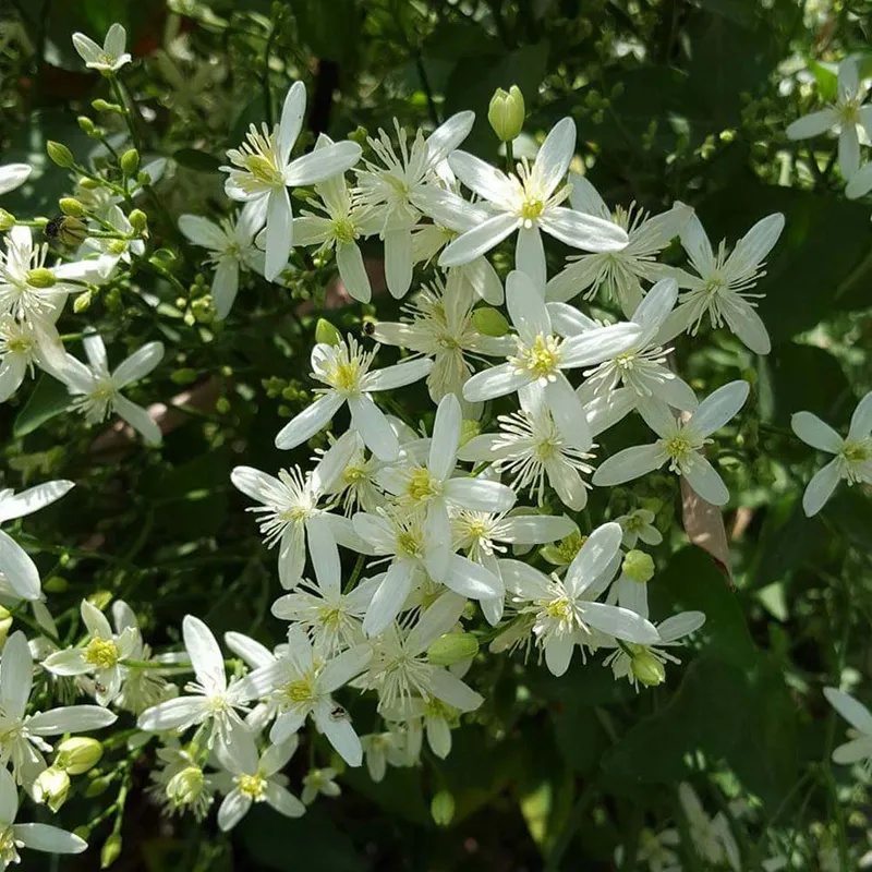 Sweet Autumn Clematis (Clematis Terniflora)