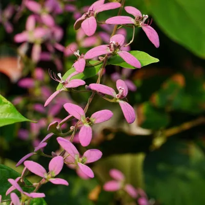 Shower Orchid (Congea Tomentosa)