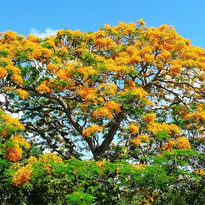 Yellow Flamboyant Tree (Delonix Flavidum) - Peela Gulmohar