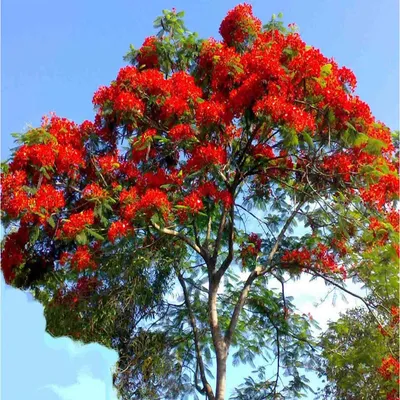 Red Flamboyant Tree (Delonix Regia) - Gulmohar