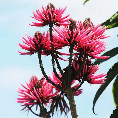 Pink Coral Tree (Erythrina Amazonica)
