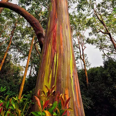 Rainbow Tree (Eucalyptus Deglupta)