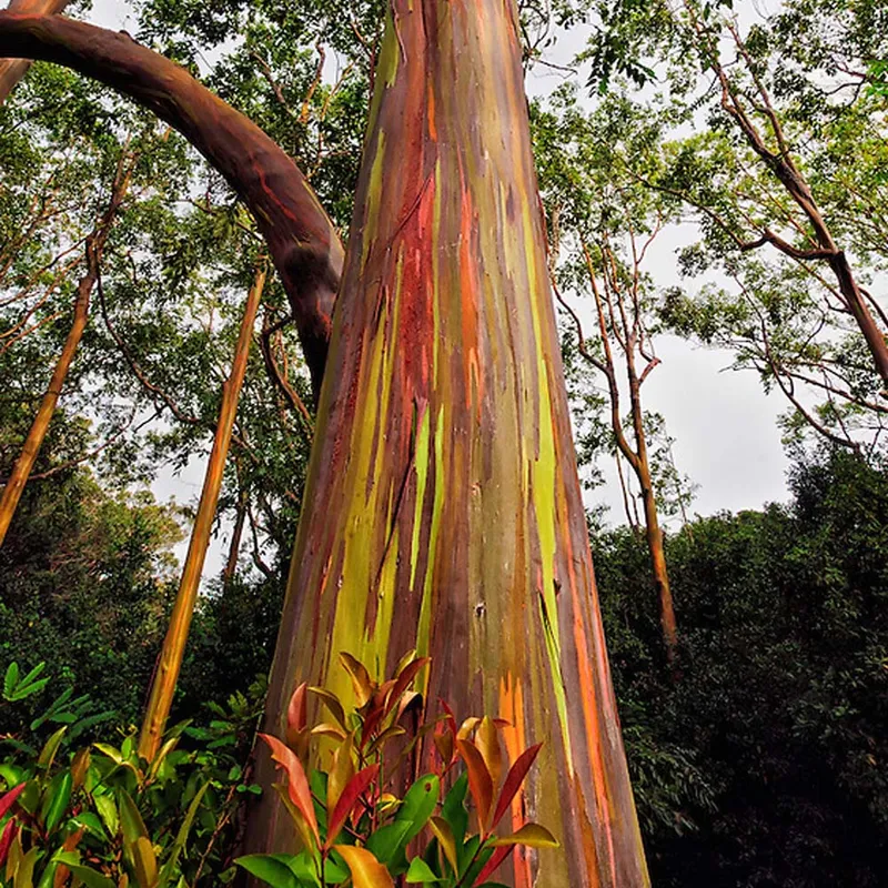 Rainbow Tree (Eucalyptus Deglupta)