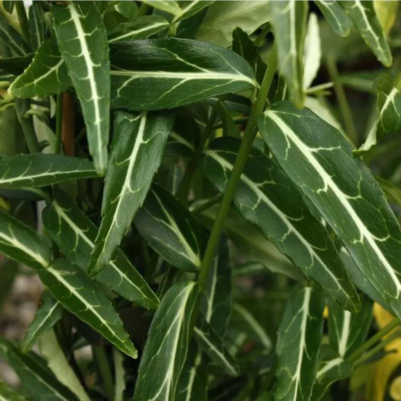 Climbing Euonymus (Euonymus Wolong Ghost)