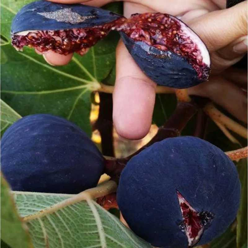 Fig Nero (Ficus Carica Nero) - Anjeer