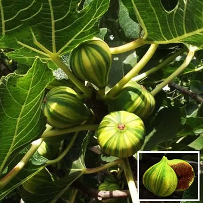 Fig Panache (Ficus Carica Panache) - Anjeer