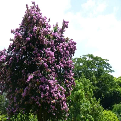 Tree Bougainvillea (Bougainvillea Arborea) - Kagazi Phool