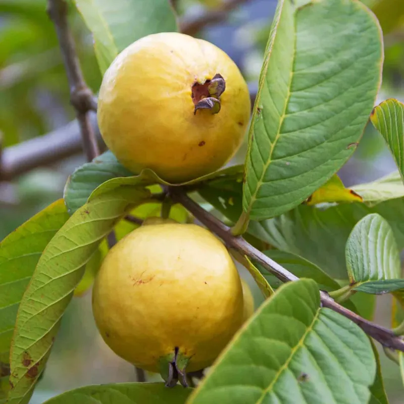 Guava Maxican Cream (Pisidum Guajava) - Amrood