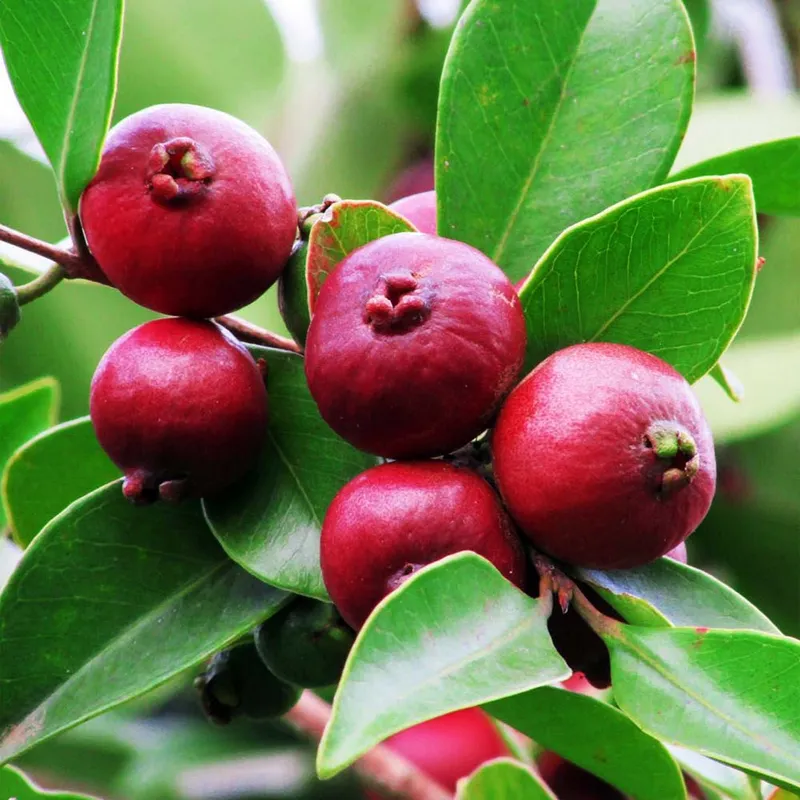 Guava Red Apple (Pisidum Guajava) - Amrood