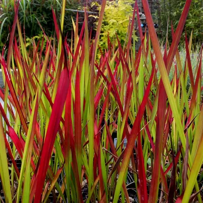 Japanese Blood Grass (Imperata red baron)
