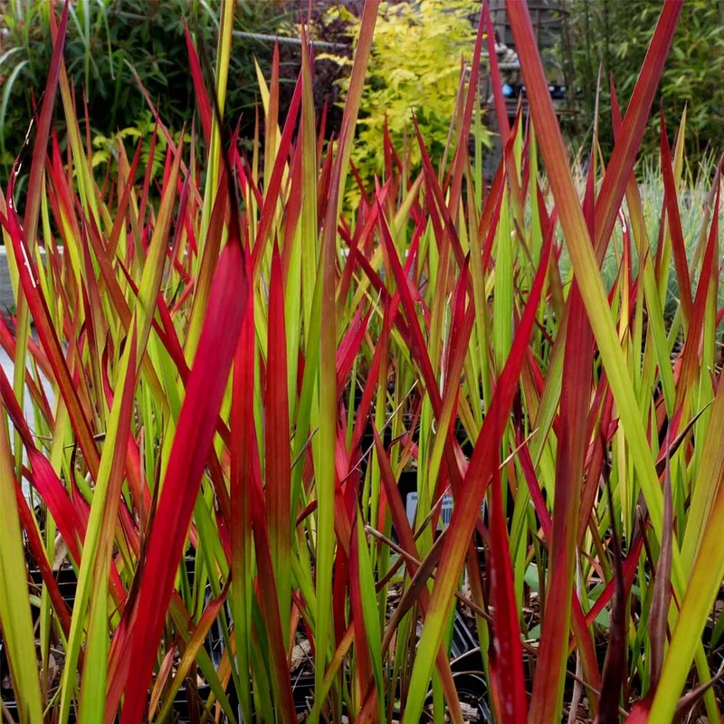 Japanese Blood Grass (Imperata red baron)