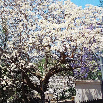 White Jacaranda (Jacaranda Alba) - Neeli Gulmohar