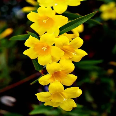 Italian Jasmine (Jasminum Revolutum) - Peeli Chameli