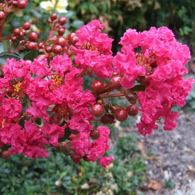 Pink Crepe Myrtle (Lagerstroemia Diamond Series) - Crepe Myrtle