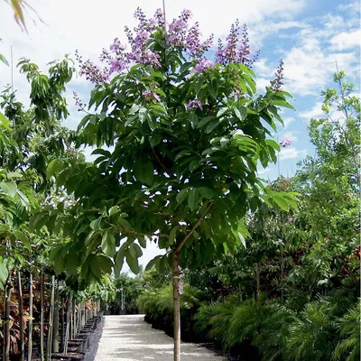 Crepe Myrtle (Lagerstroemia Floribunda) - Crepe Myrtle
