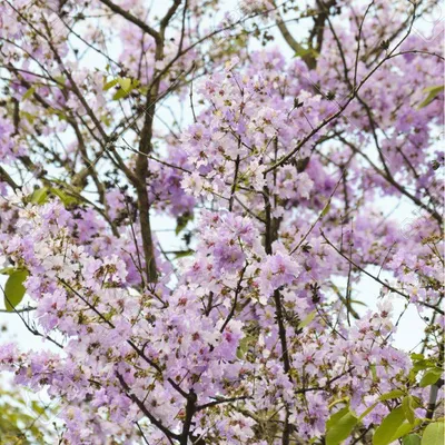 Thai Bungor (Lagerstroemia Loudonii) - Crepe Myrtle