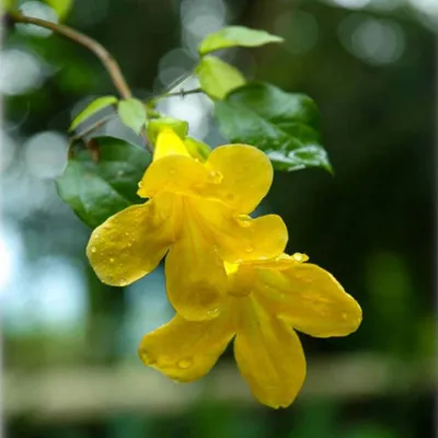 Cat's Claw Vine (Macfadeya Unguis Cati)