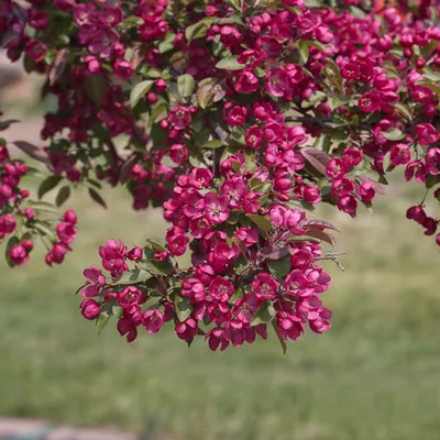Crabapple (Malus Crabapple)