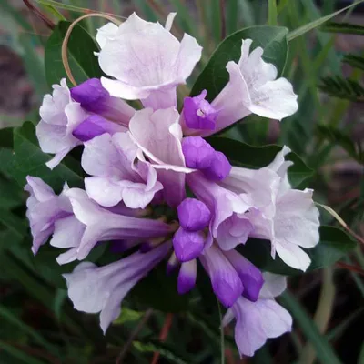 Garlic Vine (Mansoa Alliacea) - Lehsan Bel